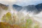 Mist rising from tapestry of blooming trees in spring-Great Smoky Mountains NP-NC Art Print
